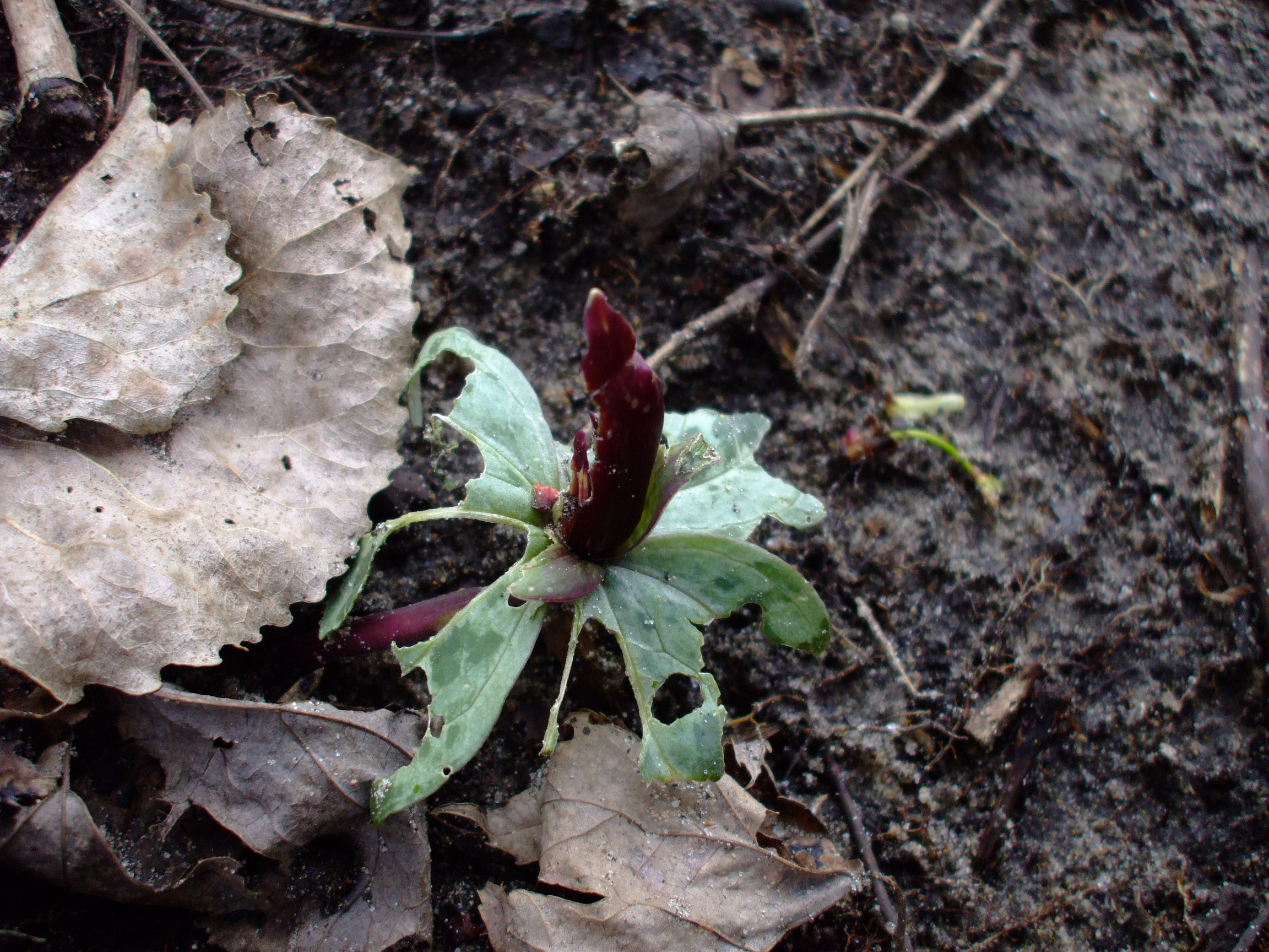 Trillium decumbens